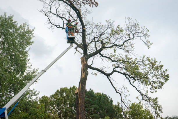 Reliable High Rolls, NM Tree Service Solutions